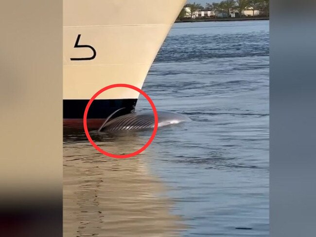 The whale was caught at the front of the cruise ship.