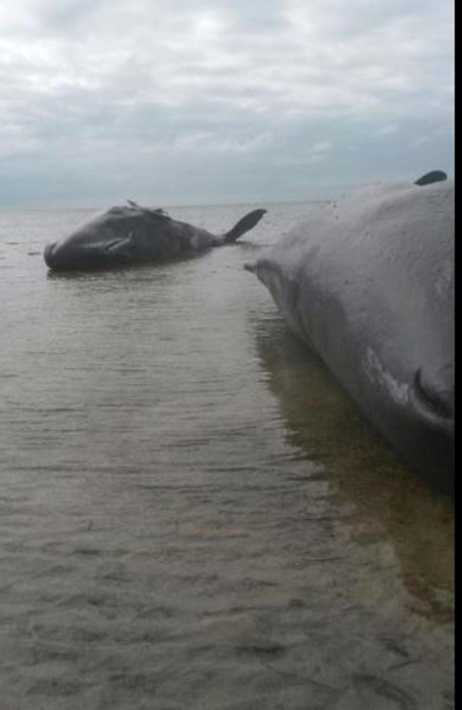 Too late: Sad sight on Parara Beach.