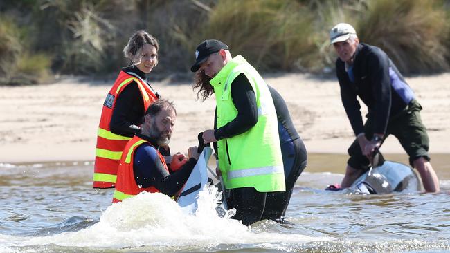 Rescue mission of surviving whales. Stranding of over 200 pilot whales at Macquarie Heads near Strahan Tasmania. Picture: Nikki Davis-Jones