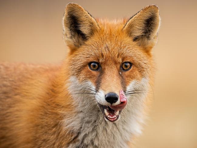 The Mackay council is declaring open season on the European Red Foxes at East Point, bringing in a trained marksman to control the population.