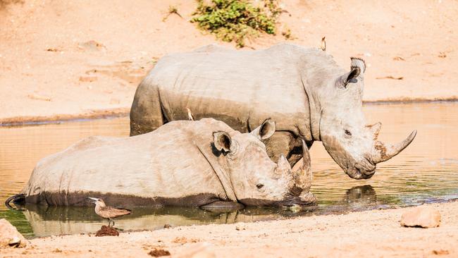 Feathered friends ... These white rhinos are accompanied by some hungry oxpeckers. Picture: Robert Irwin