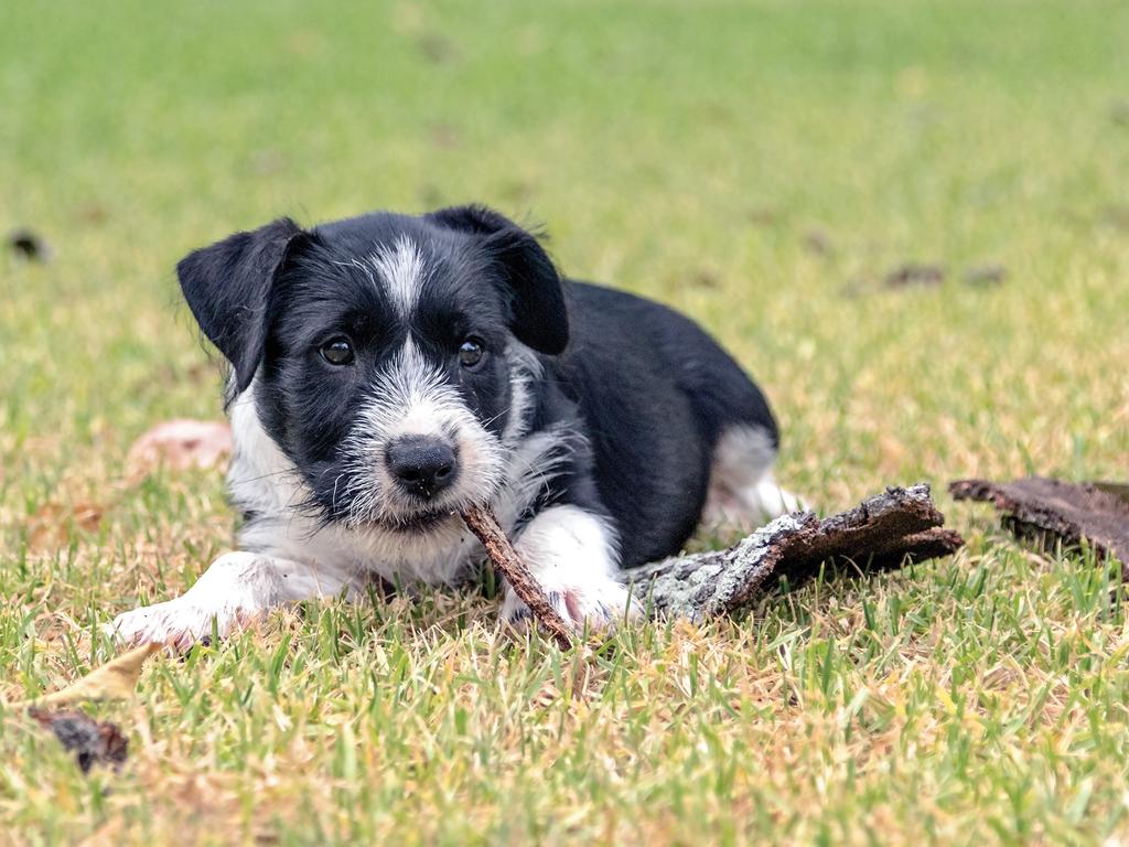 Australian Working Dog Rescue calendar Daily Telegraph