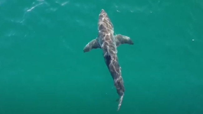 A shark spotted by a drone.