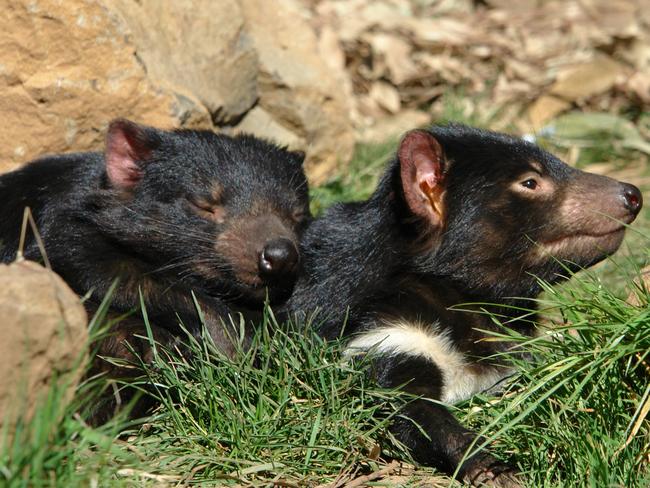 Africa may be the home of the animal safari, but there are few places in the world you can get up close to Australia’s cute little Tasmanian devil. Picture: Kentish Council/Tourism Tasmania