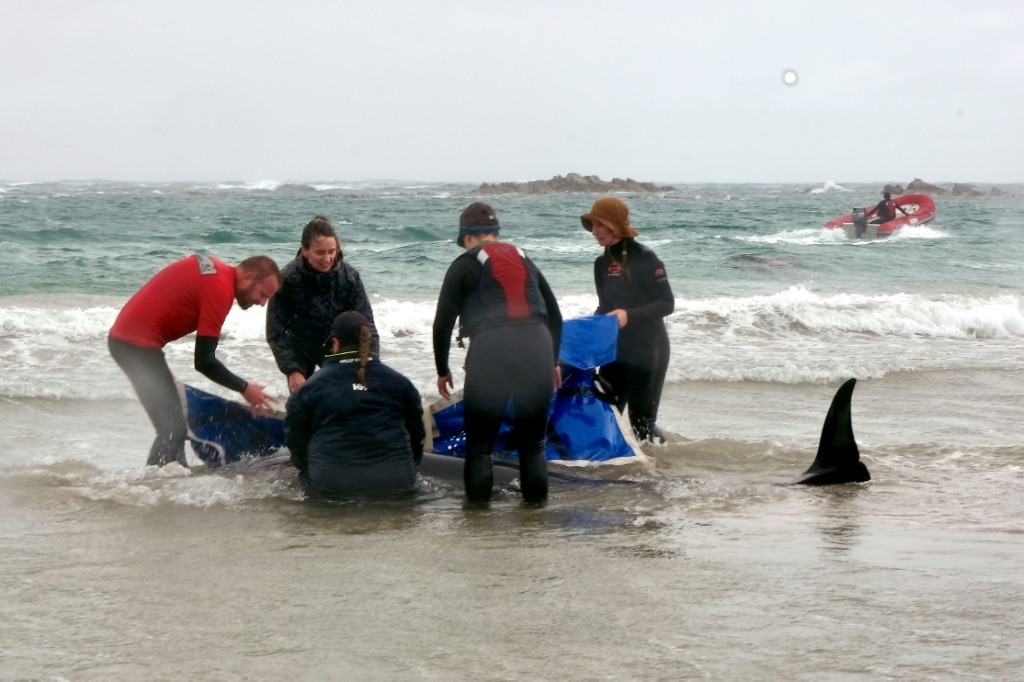 Rangers to euthanise 90 dolphins stranded on remote Australian beach