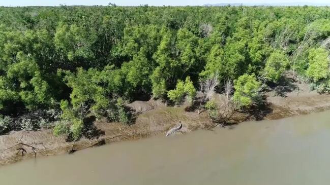 A new study has found crocodiles in Queensland don't travel too far from where they hatch