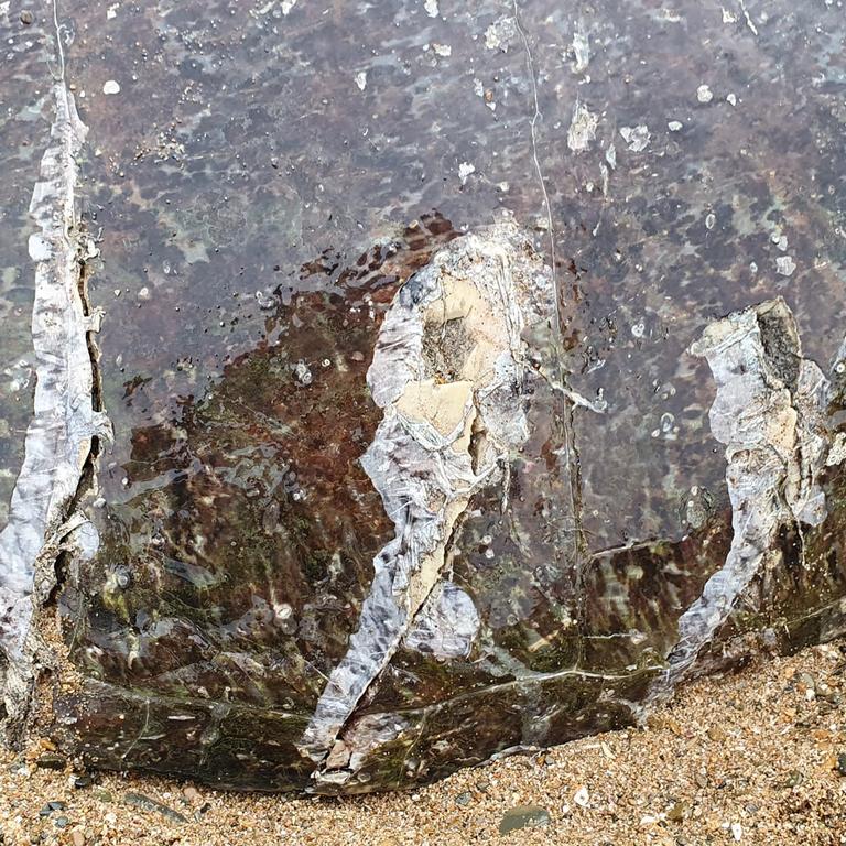 A closer look at the damage to the turtle shell believed to be from a recreational vessel offshore from Lilley’s Beach, Boyne Island. Picture: Ian Anderson