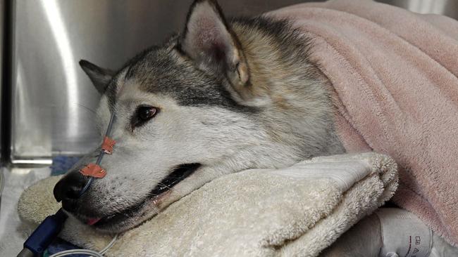 BJ, the Siberian husky pulled from Christie Downs house fire, euthanised |  The Advertiser
