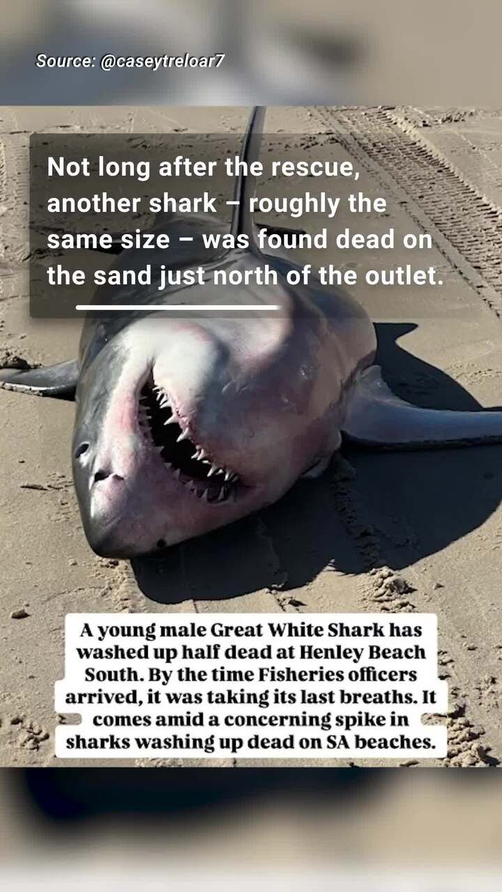 Great white shark beached at Henley Beach