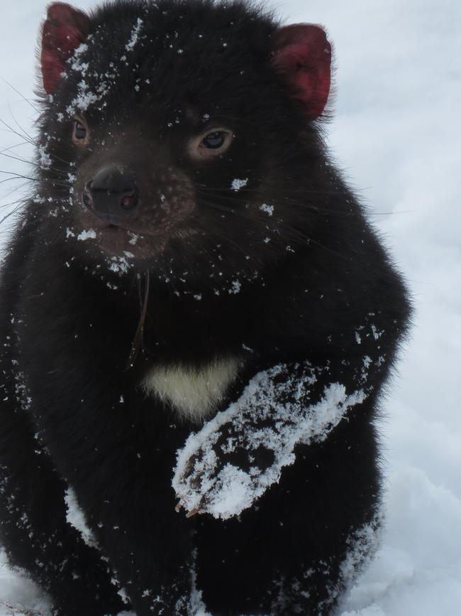 Tasmanian devils in the snow at Cradle Mountain. Picture: DEVILS AT CRADLE