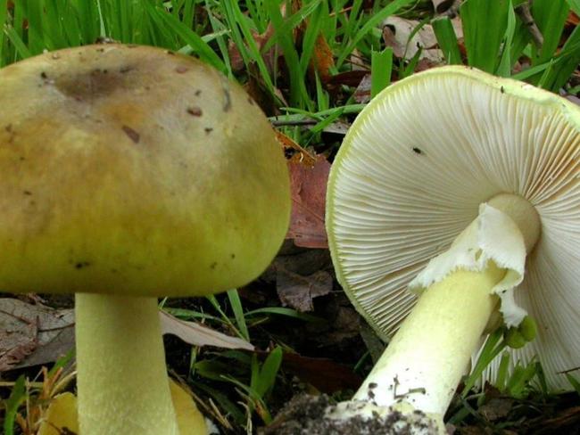 The death cap is involved in the majority of human deaths caused by mushroom poisoning worldwide. Picture: Royal Botanic Gardens Victoria