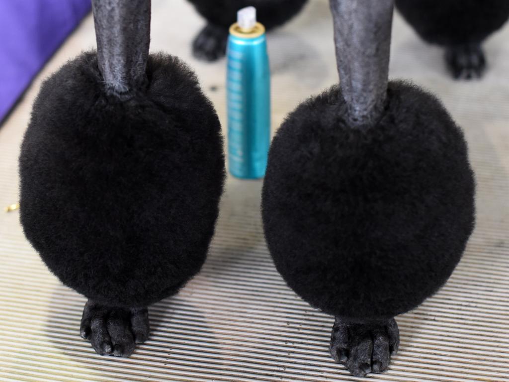 A Standard Poodle waits in the benching area on Day One of competition at the Westminster Kennel Club 142nd Annual Dog Show in New York on February 12, 2018. / AFP PHOTO / TIMOTHY A. CLARY