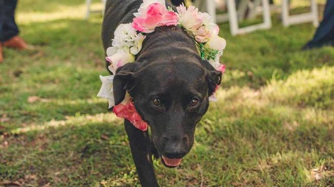 A DOG&#39;S LIFE: Amy and Tristian Wright adopted Echo and decided to make her part of their recent wedding ceremony.