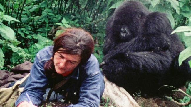 Dian Fossey’s book Gorillas in the Mist inspired this writer to change direction.