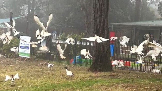 A group of Ibis birds have been terrorising a preschool in Menai. Picture: A Current Affair