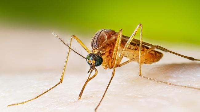 Torres and Cape Hospital and Health Service Acting Public Health Medical Officer confirmed one case of malaria had been identified in Lakeland, near Cooktown. Picture: Supplied