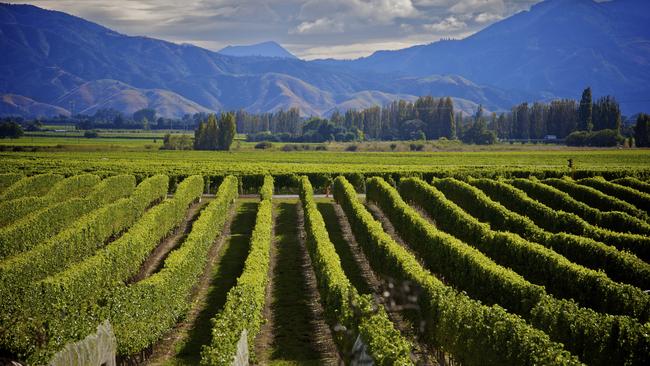 Cloudy Bay Wine tasting - Hop n Grape Tours - Marlborough Wine Tours -  Daily Wine Tours in Marlborough, NZ