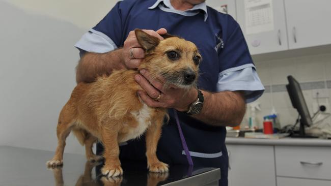 Victorian dog owners are being urged to check their dogs for ticks, after the state recorded its first case of the bacterial disease carried by the parasites – ehrlichiosis.