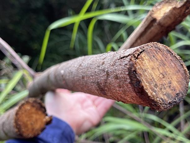 Illegal tree loppers seeking ocean views to get three-fold penalty