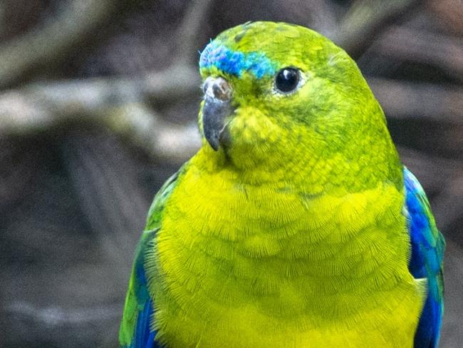 Polly want a partner? Matchmaking to save a species