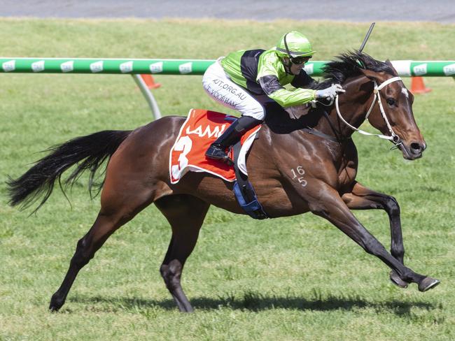 Hasta La War winning impressively at Morphettville. Picture: Atkins Photography