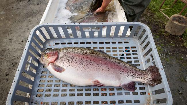 Two brothers have been busted overfishing rainbow trout in Victoria’s northeast. Picture: Mark Stewart