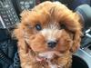 Alleged Central Victorian puppy thief charged