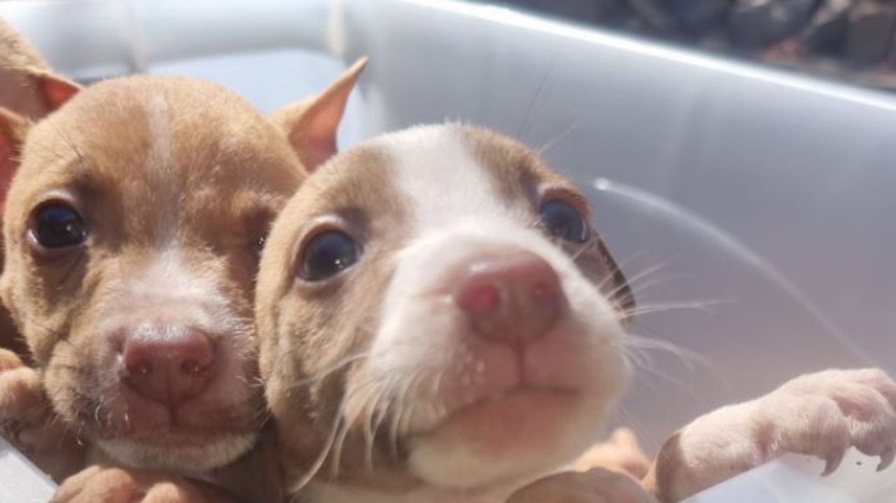 Two puppies have been recovered after seven were stolen in Adelaide earlier this week. Picture: SA Police
