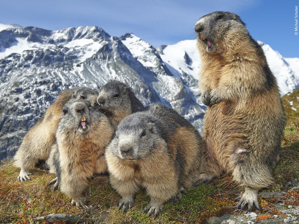 This family of marmots have become used to humans in Hohe Tauern National Park, Austria, and allow people to photograph them. Picture: AAP/Wildlife Photographer of the Year/Natural History Museum, Michael Schober