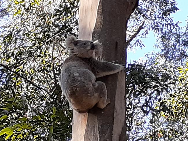 Reports of koala sightings in Yarramalong. Picture: Mark Davis