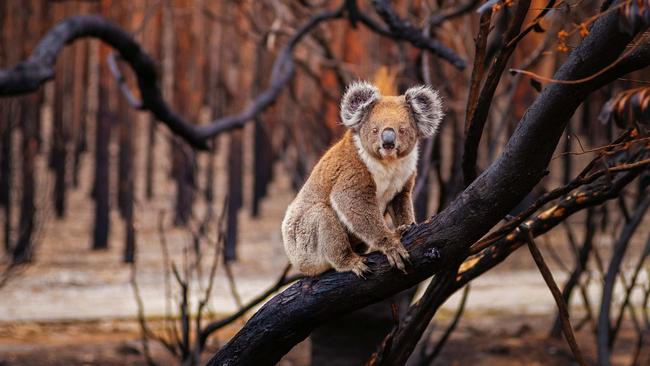 Koala after the fires on Kangaroo Island. Picture: Julie Fletcher.