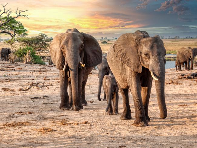 elephant family in the bush at sunset, Chobe BotswanaEscape 23 February 2025HotlistPhoto - iStock