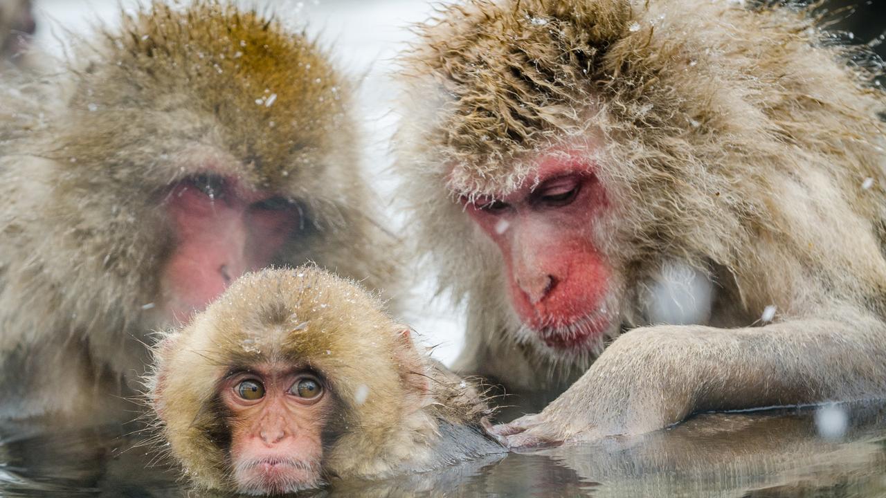Japanese Macaque family preening