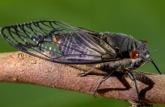 Redeye cicada. Picture: Nathan Emery.