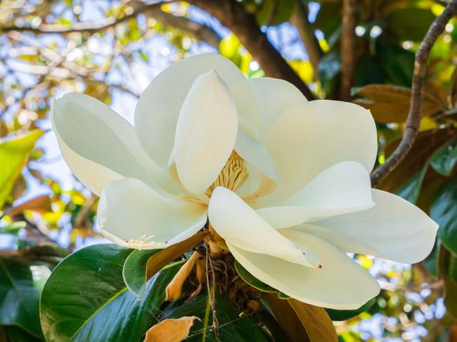 EMBARGO FOR TWAM 27 NOV 2021. FEE APPLIES.   Scented Magnolia Grandiflora flower, California