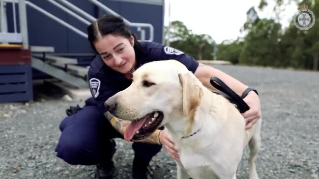 Watch: Drug detection dog Luka in action