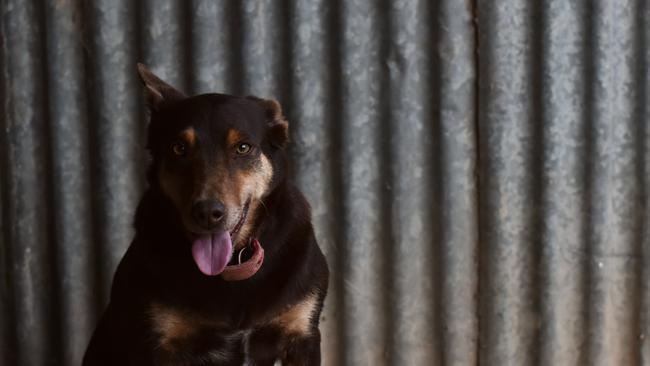 Meg the Kelpie poses at her property in Undera. Picture: Bec Wilson