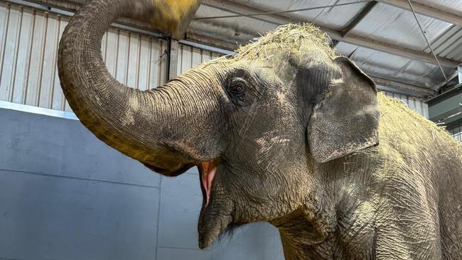 Burma the Elephant settles in to her new home at Monarto Safari Park  . Picture: ZoosSA