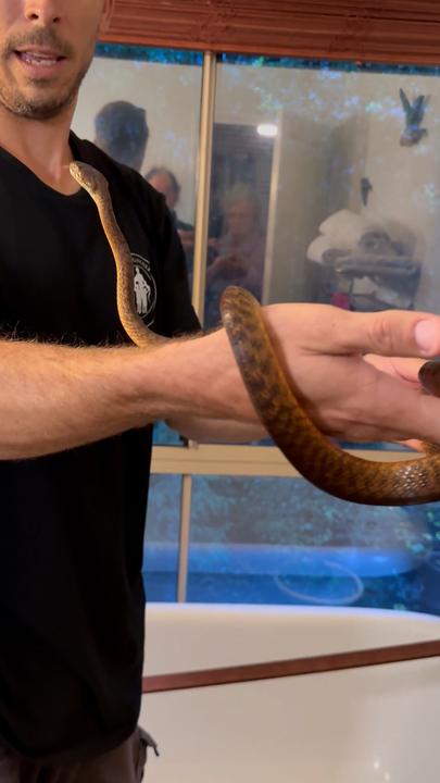 Aussie snake catcher removes snake stuck in window blinds