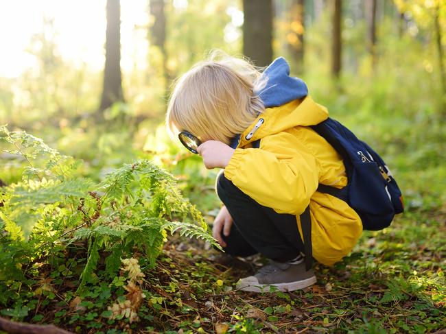 Preschooler boy is exploring nature with magnifying glass. Little child is looking on leaf of fern with magnifier. Summer vacation for inquisitive kids in forest. Hiking. Boy scout