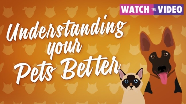 Understanding your pets better