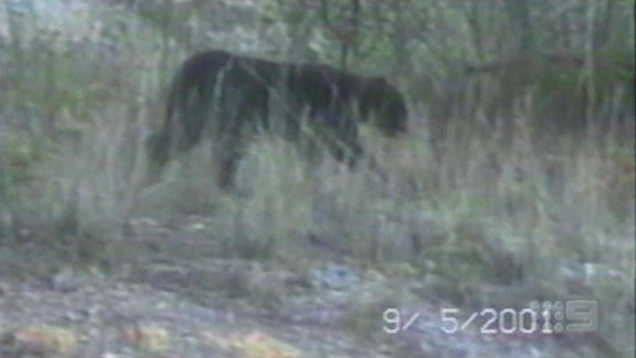 Black panther sightings Big cat spotted across Australia Photo