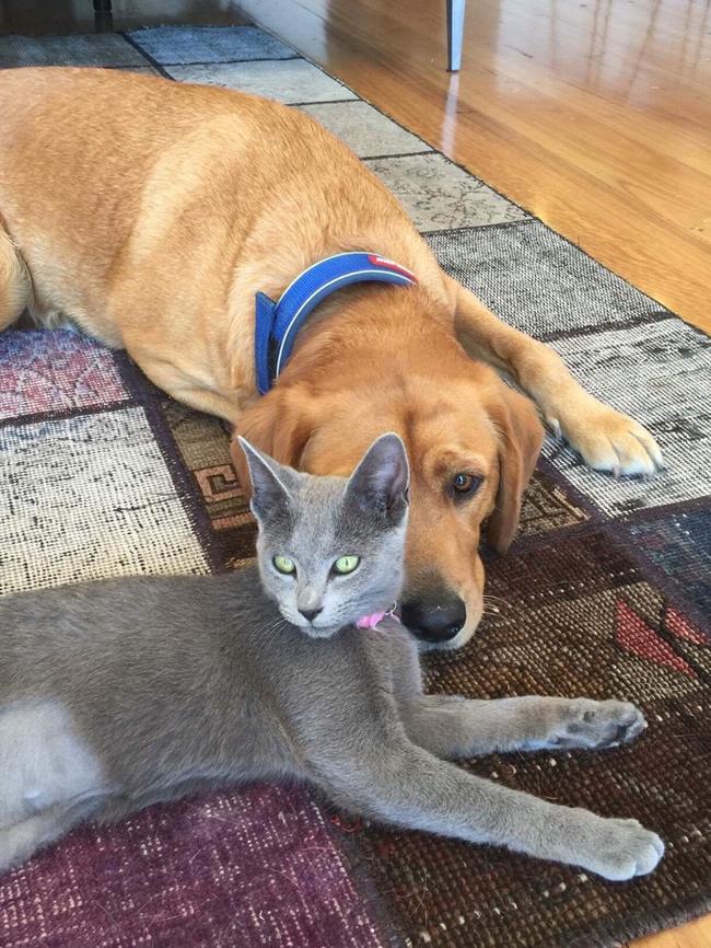 SPARKY  SENORITA: Cavador Sparky adores his female feline friend Senorita Loco. When they’re not playing, the Russian blue likes to groom her big brother with some kitty kisses on his head.