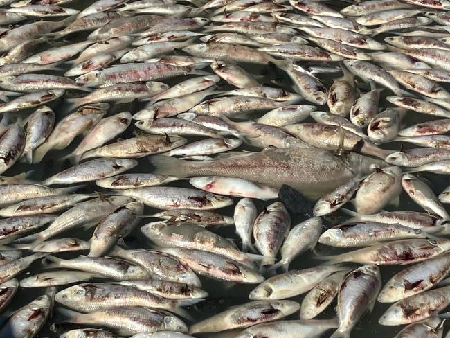 Dead fish in the Darling River on Friday. Photo: Graeme McCrabb