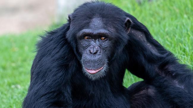 Ten-year-old Mogli was found dead in his enclosure on Friday morning. Picture: Sydney Zoo