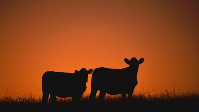 Cows stampeded through Pakenham in the early hours of the morning. Picture: AFP