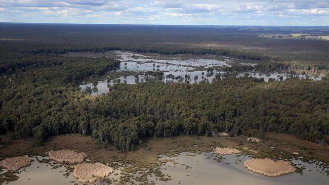 Already recovered: The Barmah-Millewa forest is regularly being flooded with some of the 2106GL already recovered for environmental watering. Picture: Yuri Kouzmin