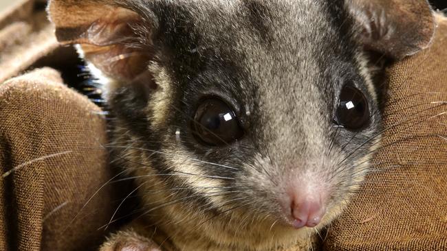 An environmental group is aiming to save areas home to the endangered Leadbeater's Possum.