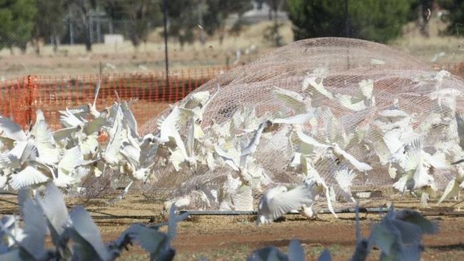 Nets are used to trap corellas north of Adelaide.