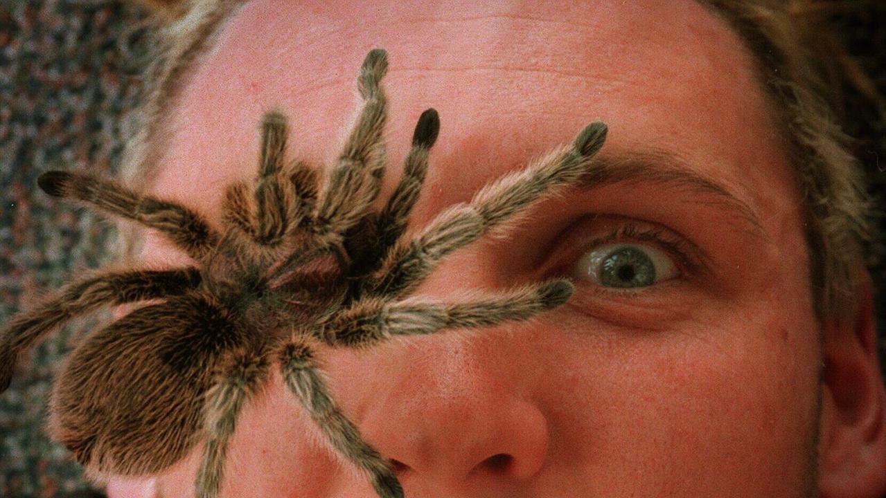 St Kilda footballer Peter Everitt goes to great lengths to confront his fear of spiders with a tarantula.